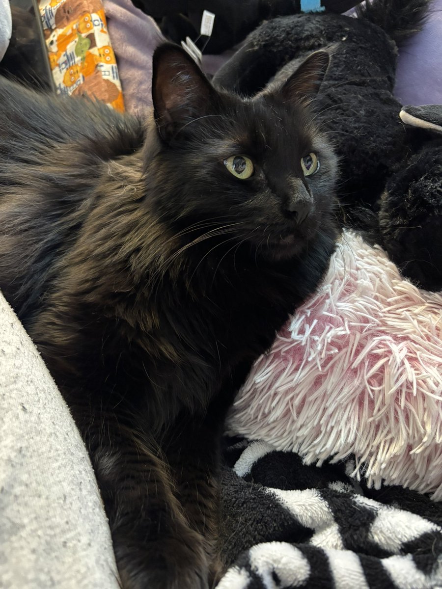 chompy gigante 🎃💜 #caitvi tweet media