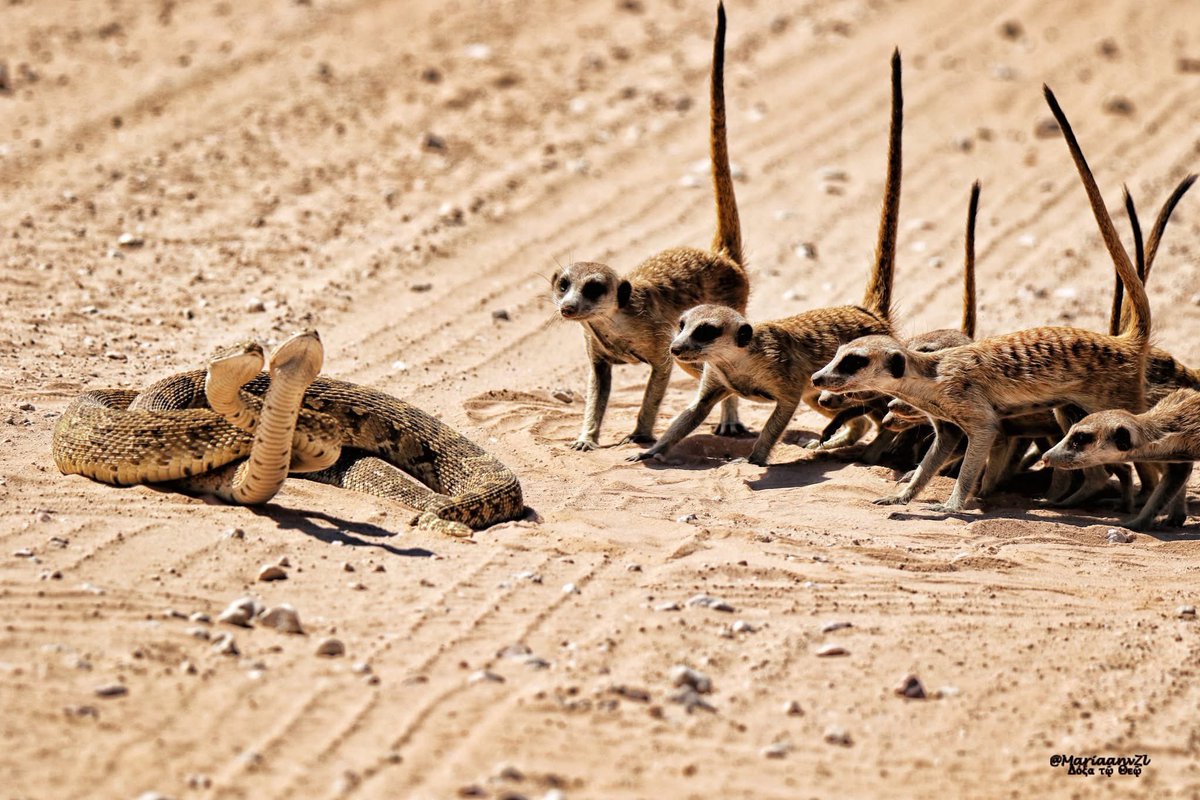 Sandra Swart tweet media