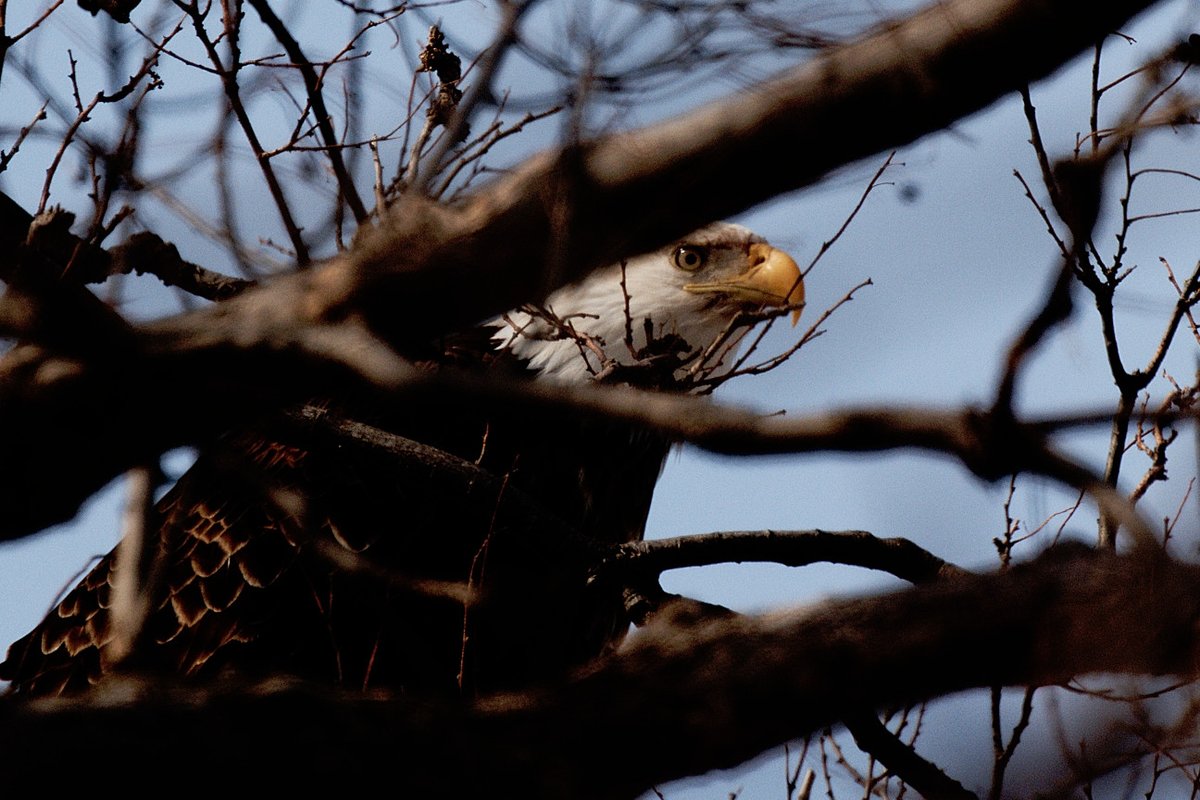 EricTheCat 🇺🇸 tweet media