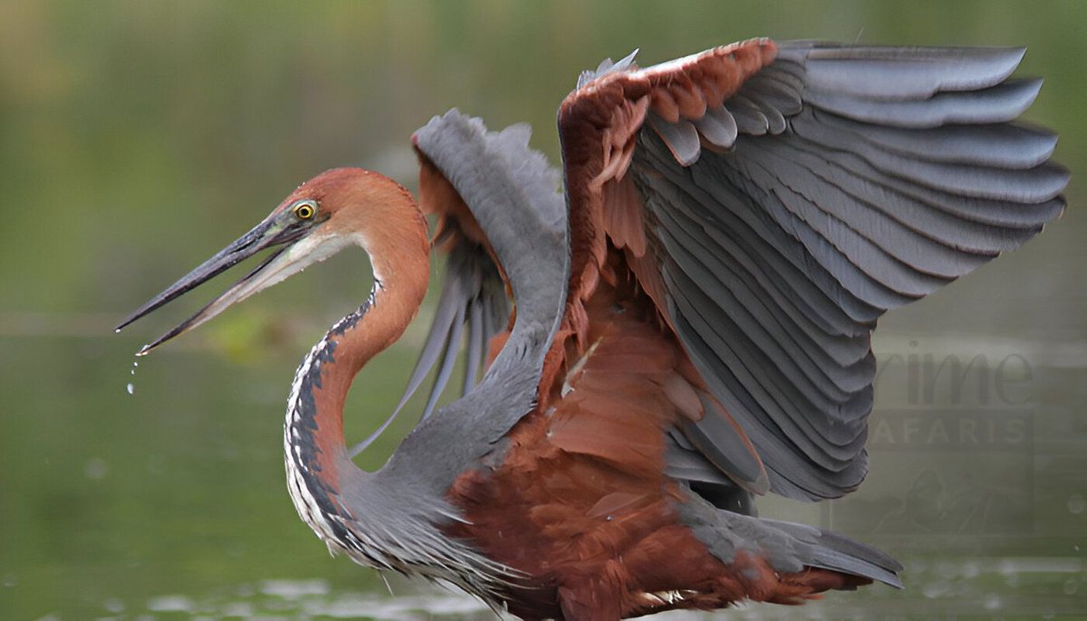 Murchison Falls National Park tweet media