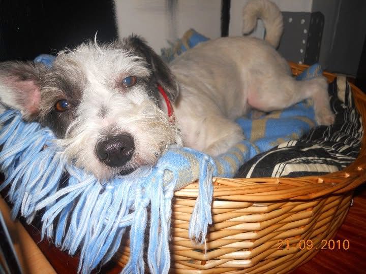 SombruhL (CHECK PINNED PLEASE!) tweet media