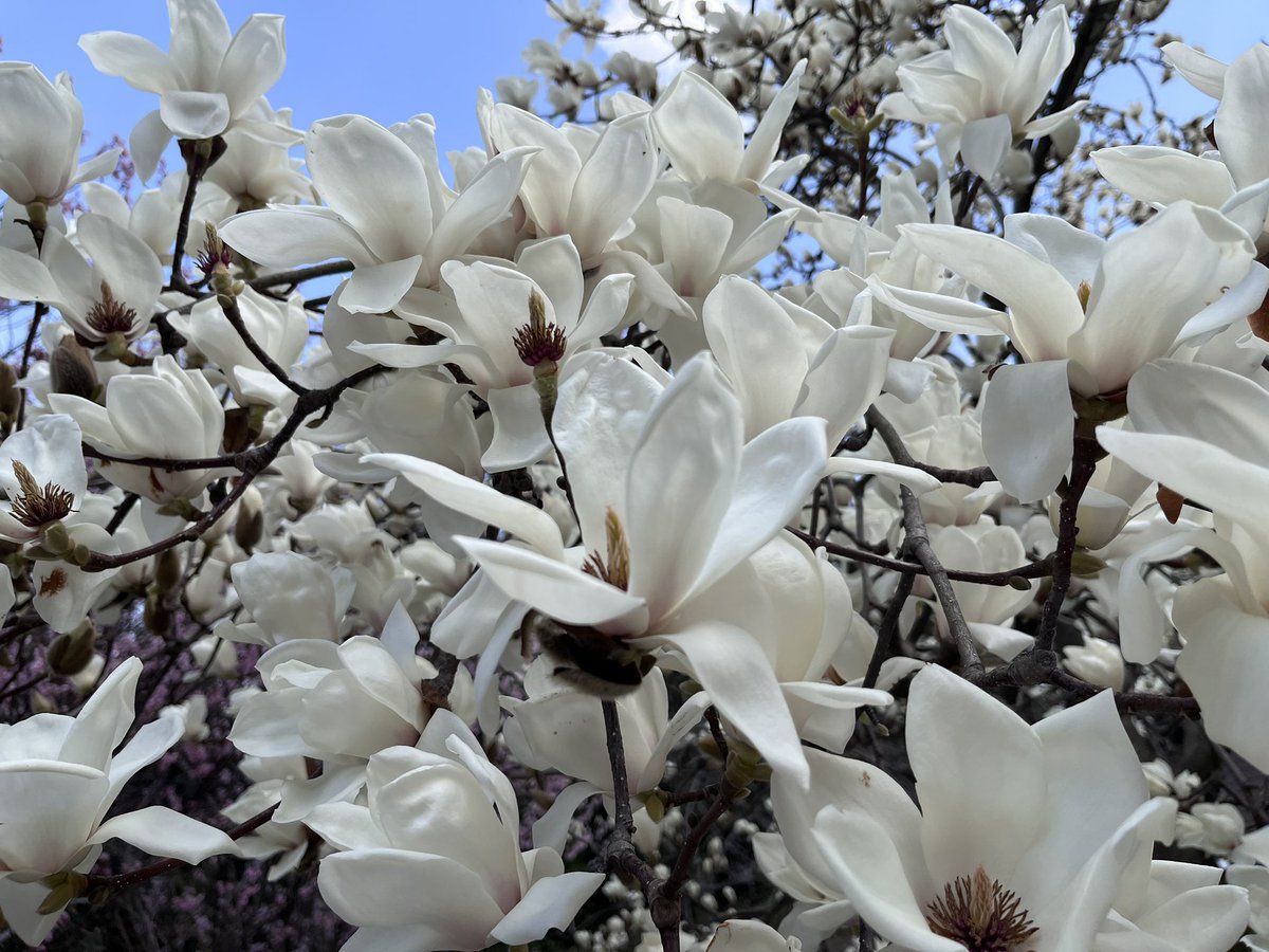 abeilledesign's tweet photo. 神社脇に植えてあったオガタマノキ（左）。
木蓮（右）みたいな花が咲くんだなぁと思ったらモクレン科でした。

古来より神霊を招く木として神社に植えられ、神事に使われてきましたーだそうです。 https://t.co/zq3Wd9mwJP