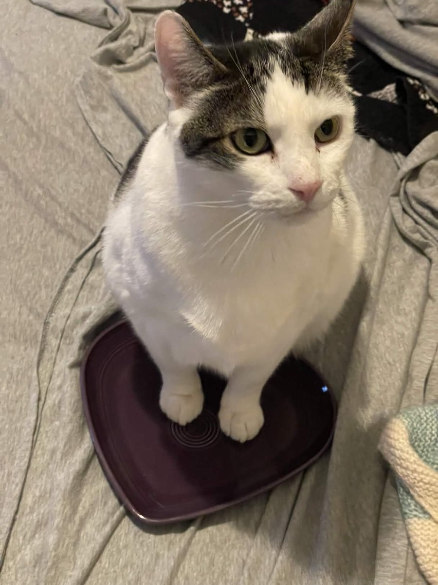 Macklemore the Cat tweet media