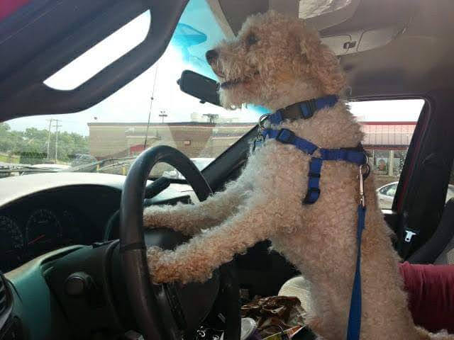 Rockit Raul tweet media