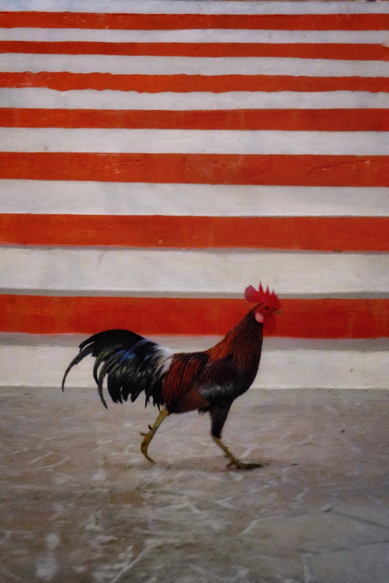 Mané Gallo tweet media