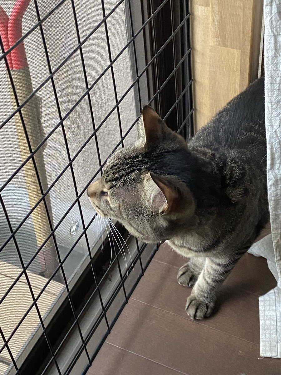 こんにちは。
窓を開けろと…花粉症なんだけど…ちょっと開けてみました。

#銀ちゃん
#保護猫
#キジトラ
#鍵尻尾
#猫好きさんと繋がりたい