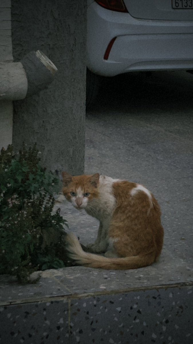 Eagle flies tweet media