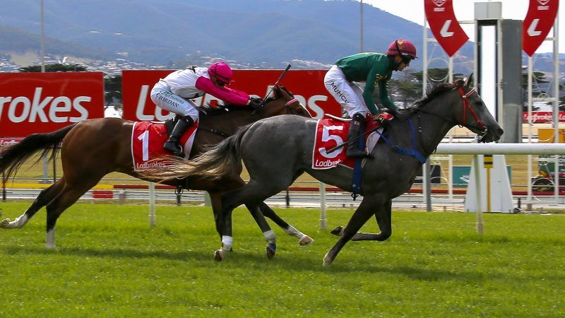 Tasracing Australia tweet media