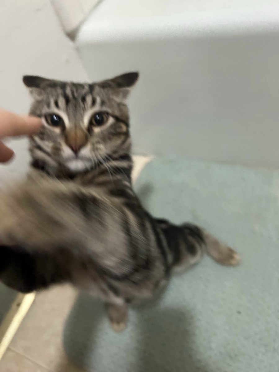 ▴ limk ▴ tweet media