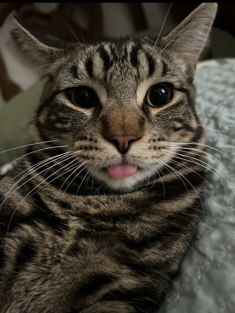 ▴ limk ▴ tweet media