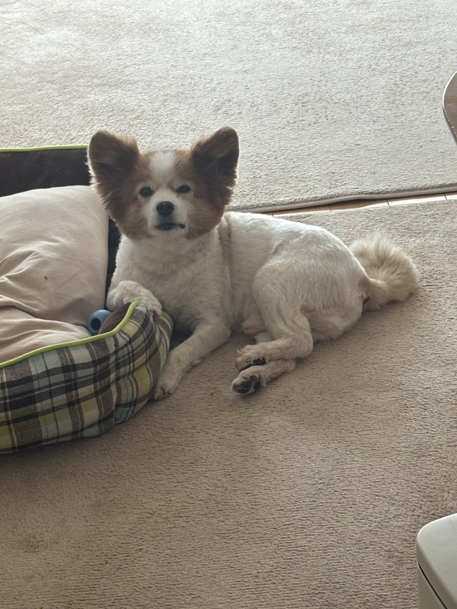 チャッピー tweet media