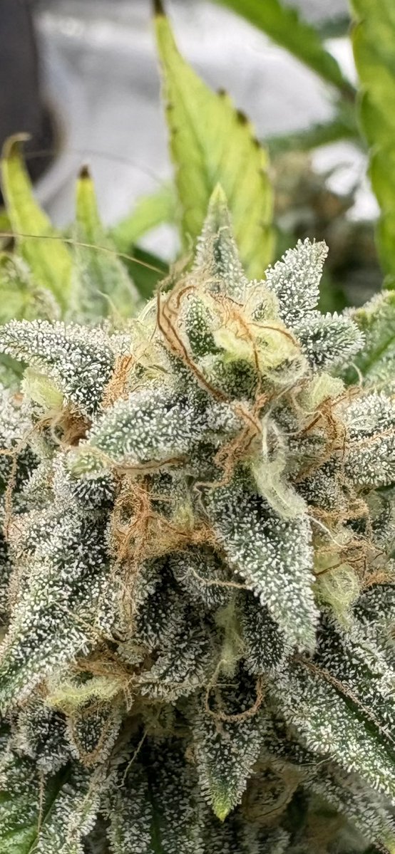 Ohio Grows Organic tweet media