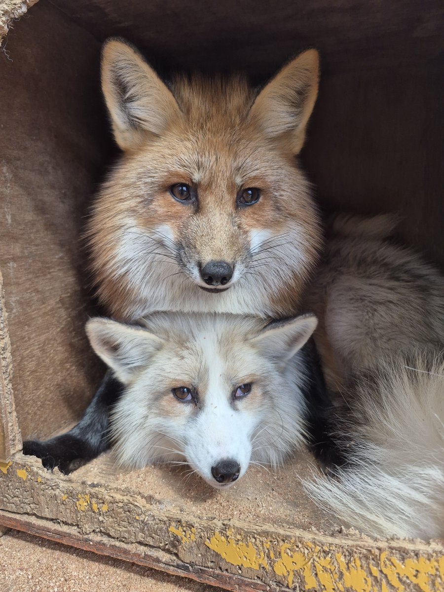 宮城蔵王キツネ村(公式)🦊 tweet media