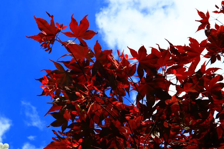 rain18085907's tweet photo. Art of the Day! "Red In The Sky". Buy at: https://t.co/DA0RjFcwhv https://t.co/R7TdjbttZr