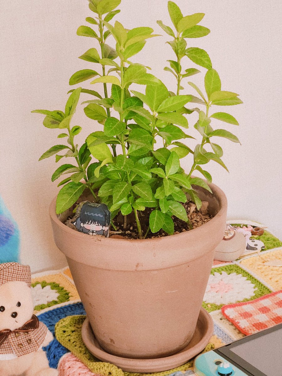 🍳울이 tweet media