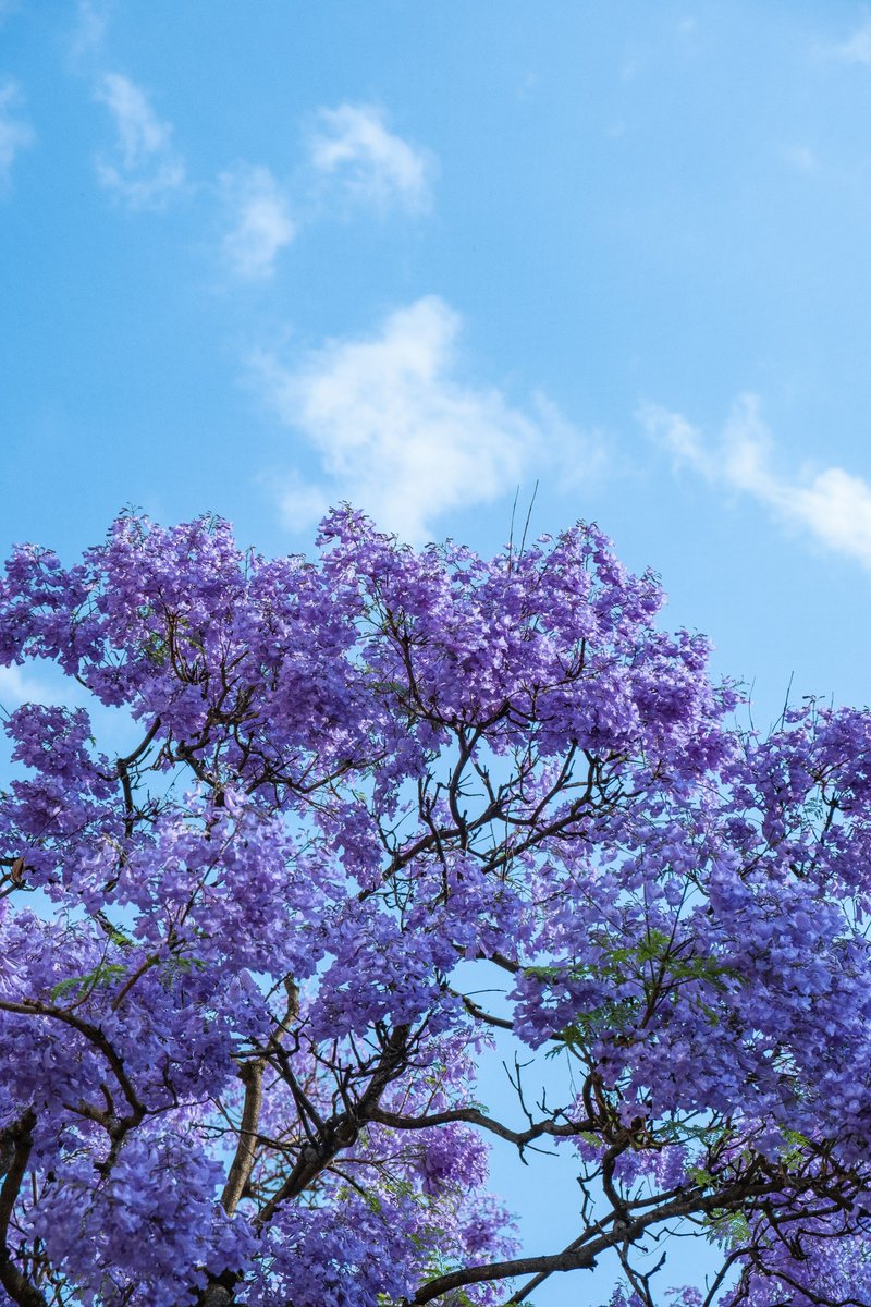 Joaquín López-Dóriga tweet media