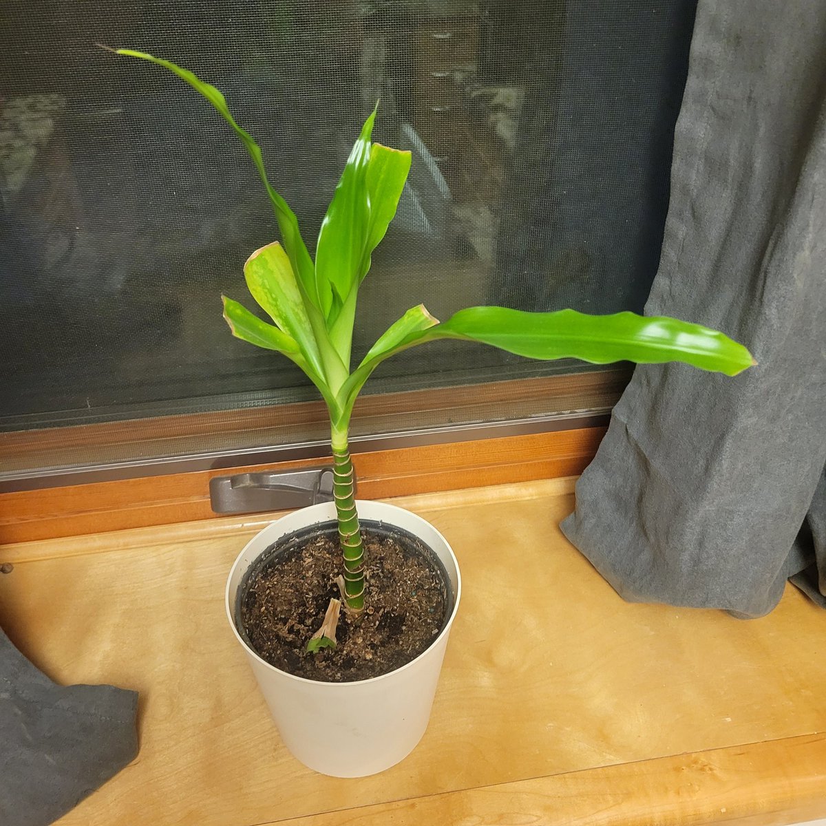 𝕄𝕒𝕡𝕝𝕖🍿 tweet media