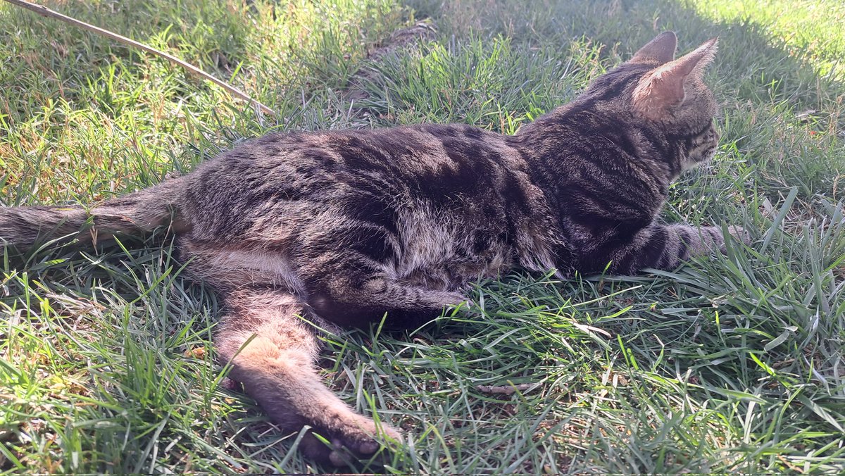 Drake The Drake tweet media