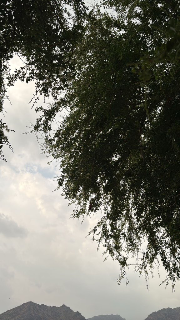 A. Aljuhani tweet media