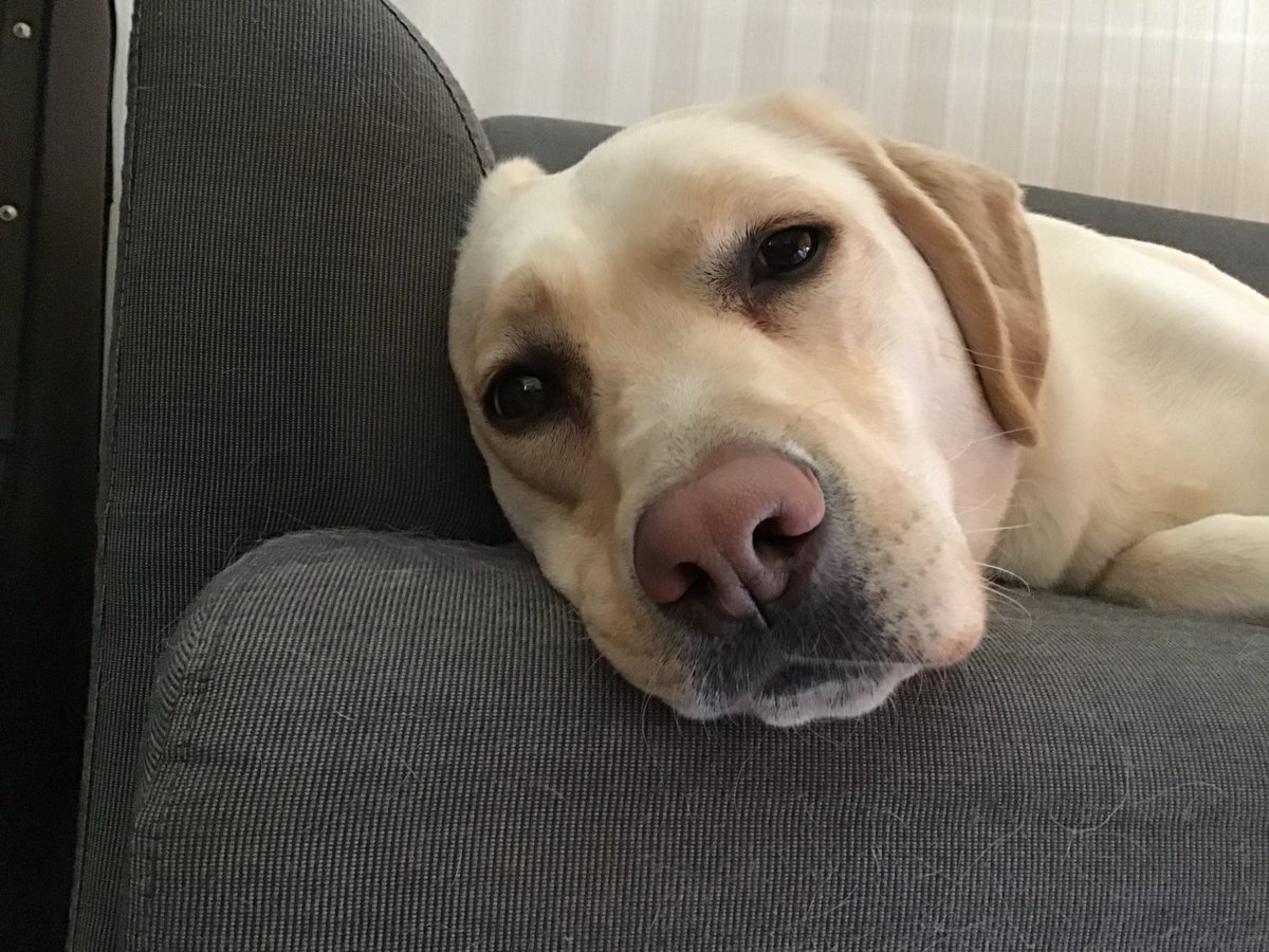 てん☆どん　エリーちゃん tweet media