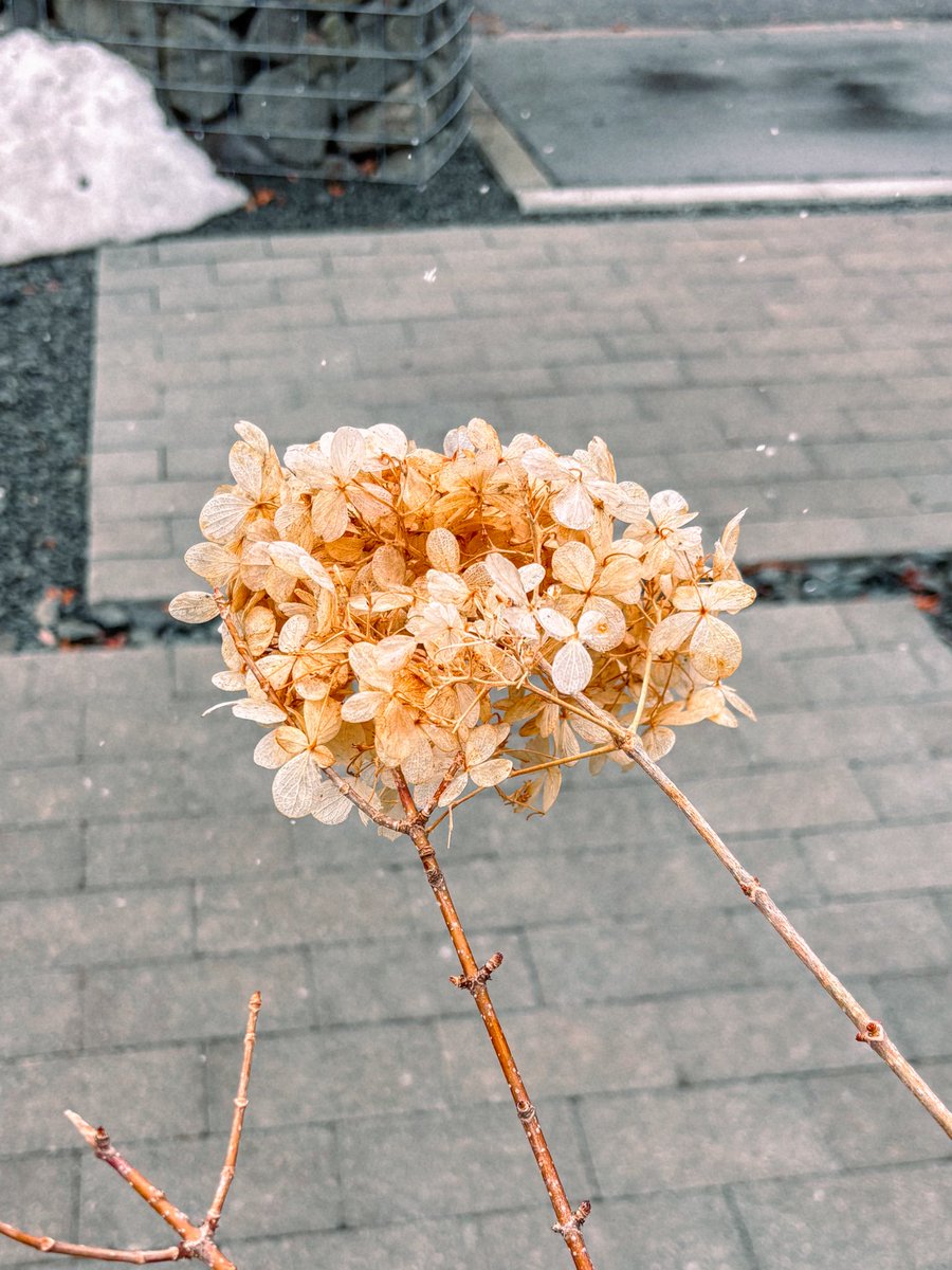 なごり雪🌨