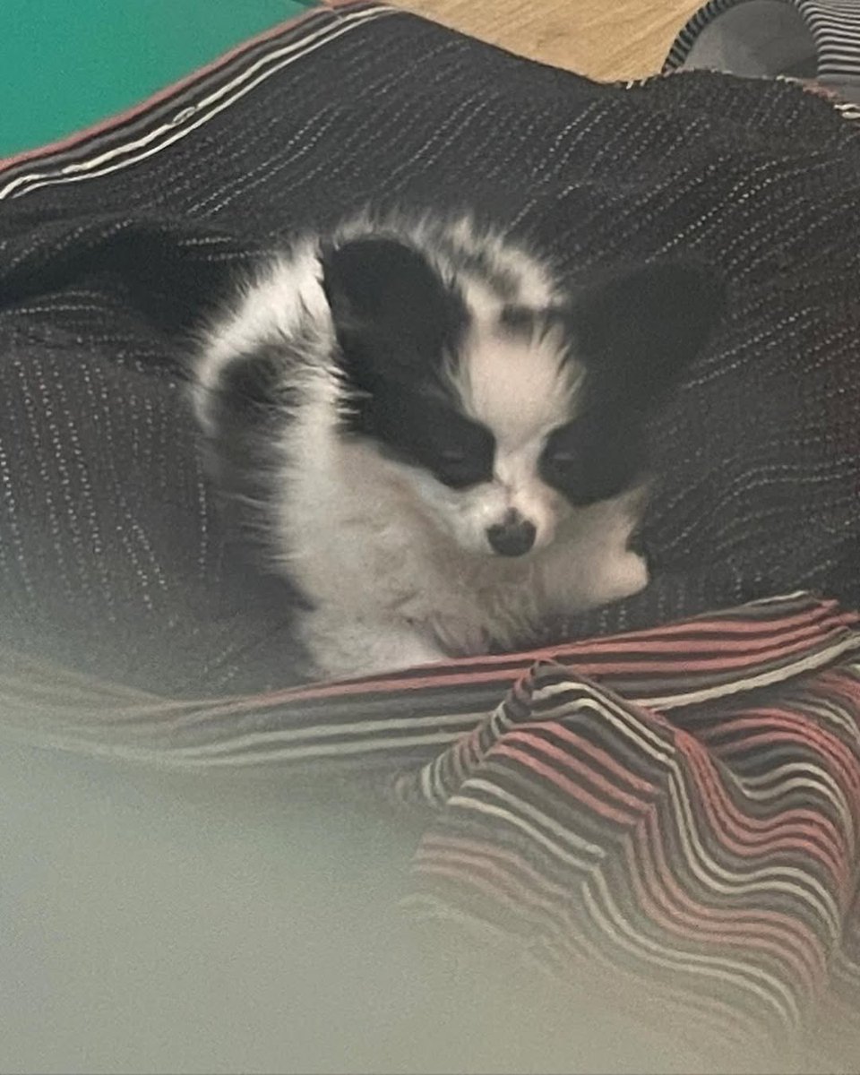 100% cuteness, 0% productivity #mood