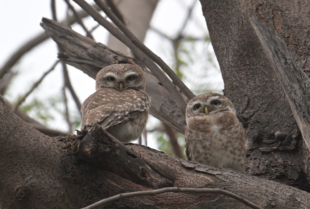 G Rajaraman tweet media