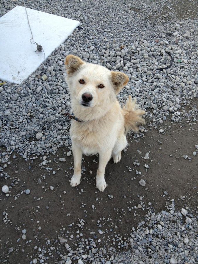 ウサギが連れ去られました tweet media