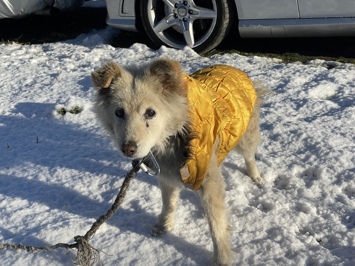 ウサギが連れ去られました tweet media