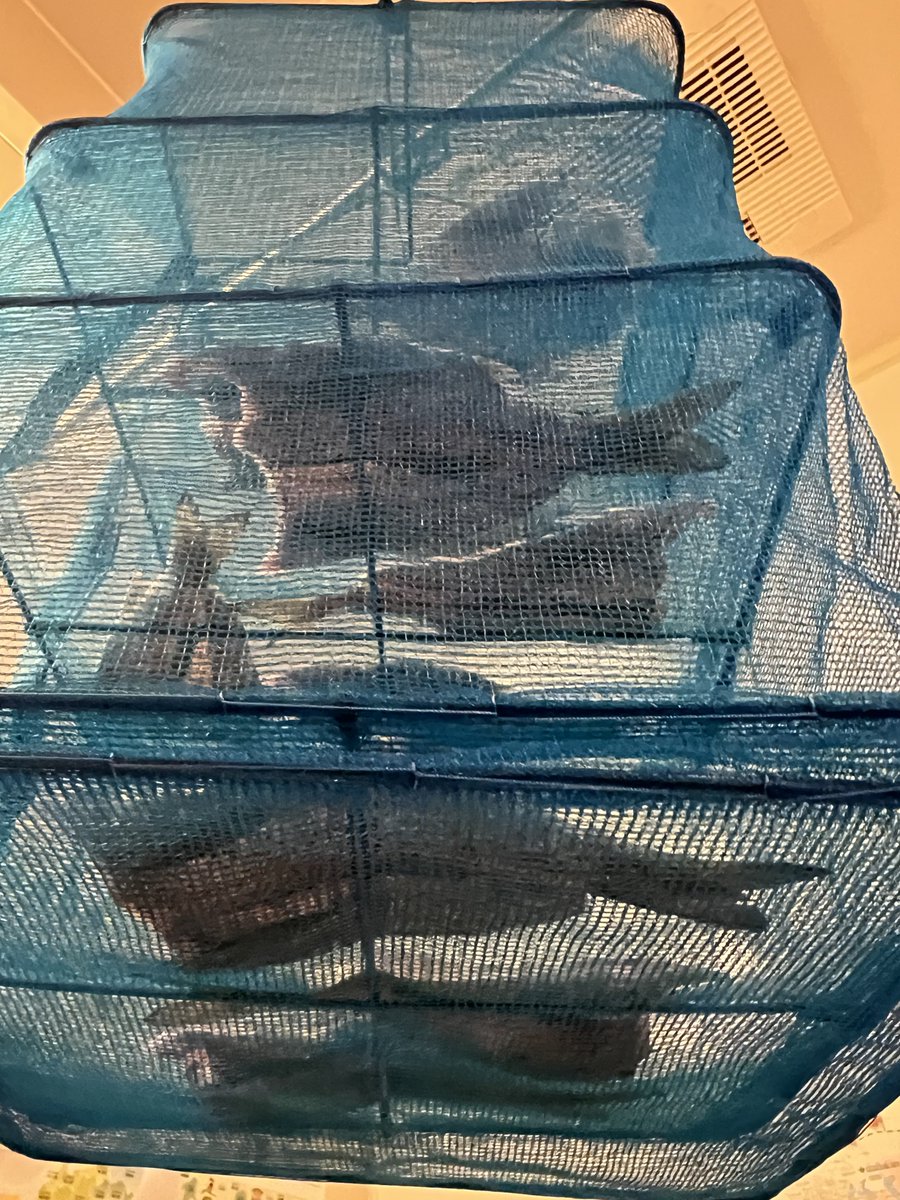 C.S.Model Design WF6-10-08 tweet media