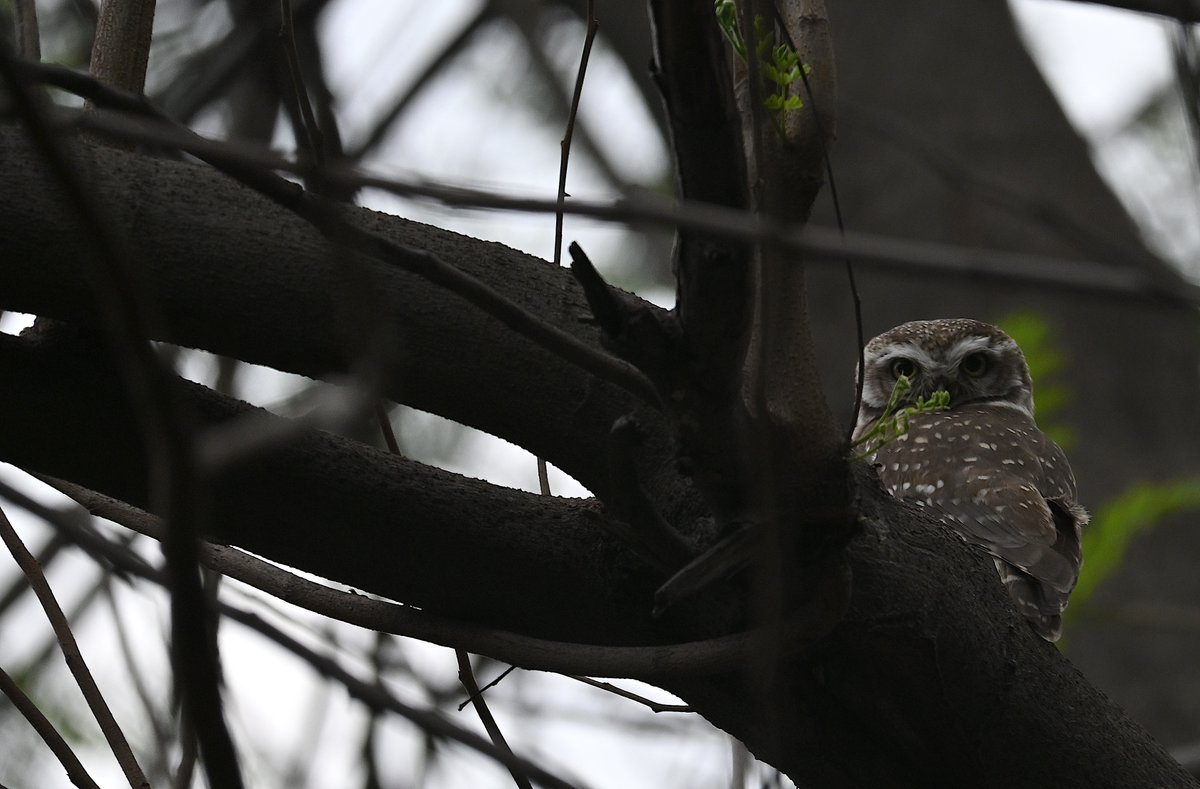 G Rajaraman tweet media