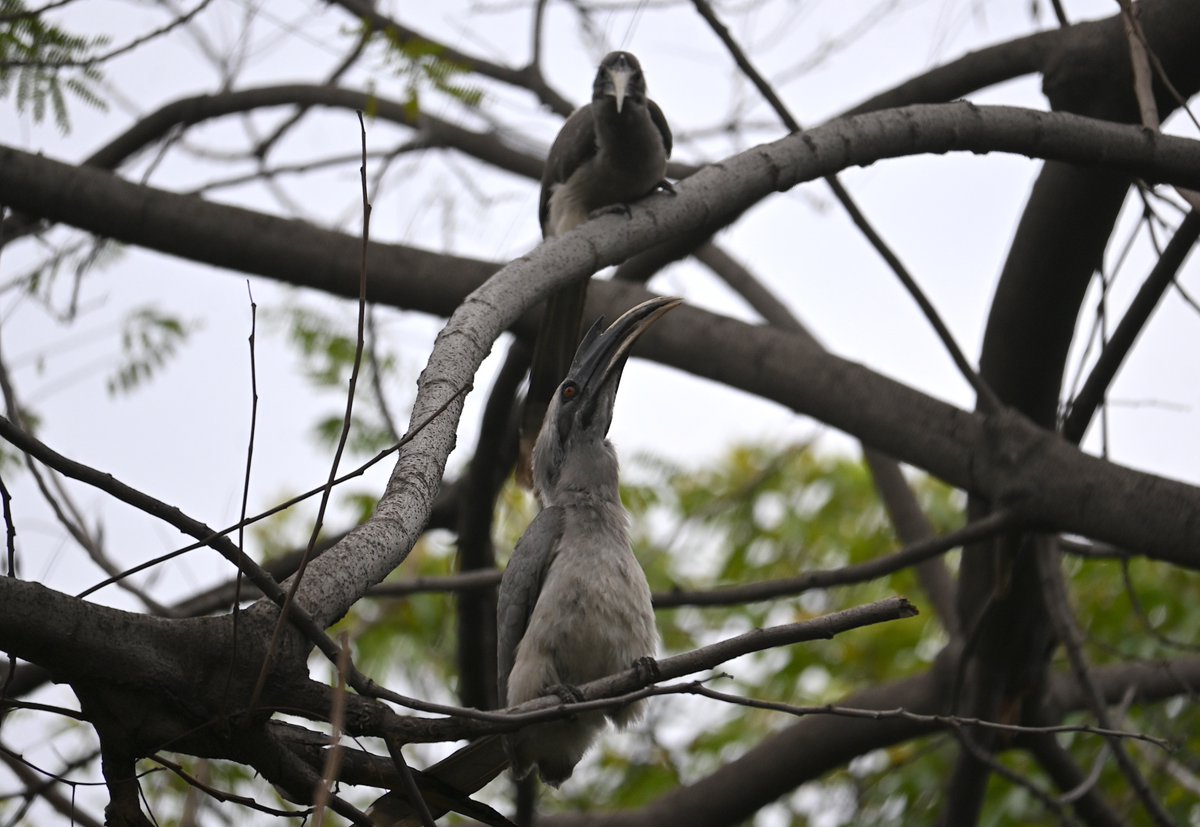 G Rajaraman tweet media