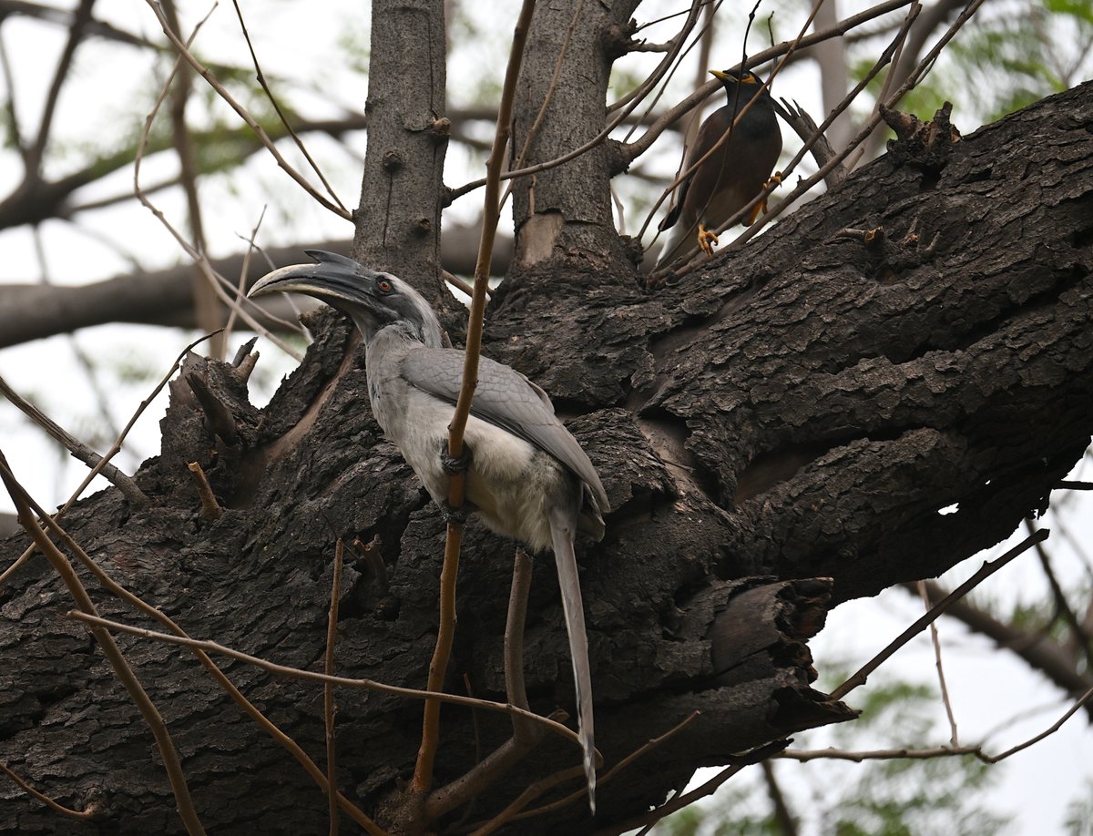 G Rajaraman tweet media