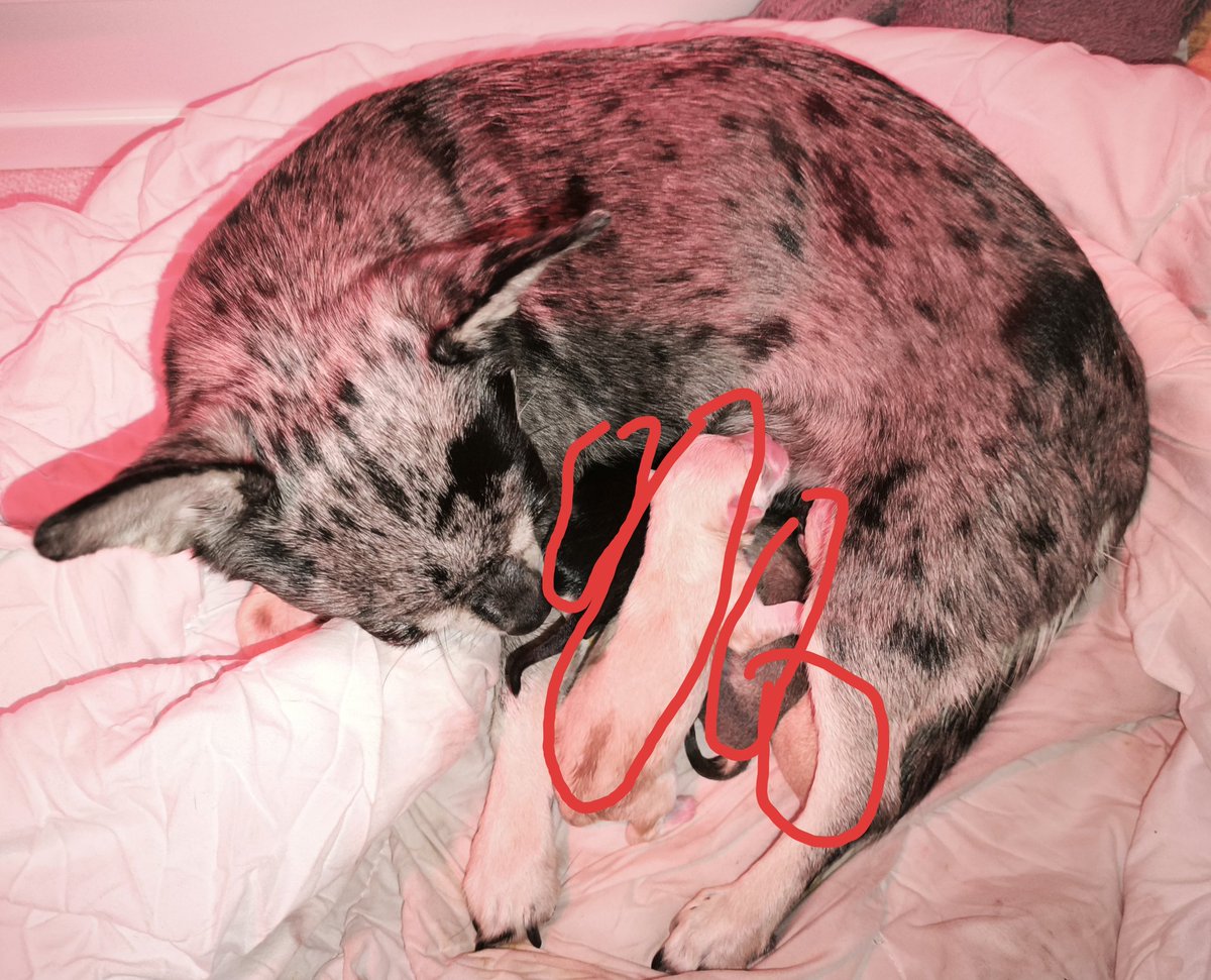 nicht noch eine maria tweet media