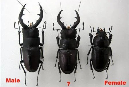 ☁️ io tweet media