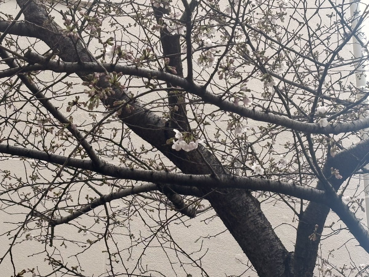 甲田ゆり子 中野区議会議員 tweet media