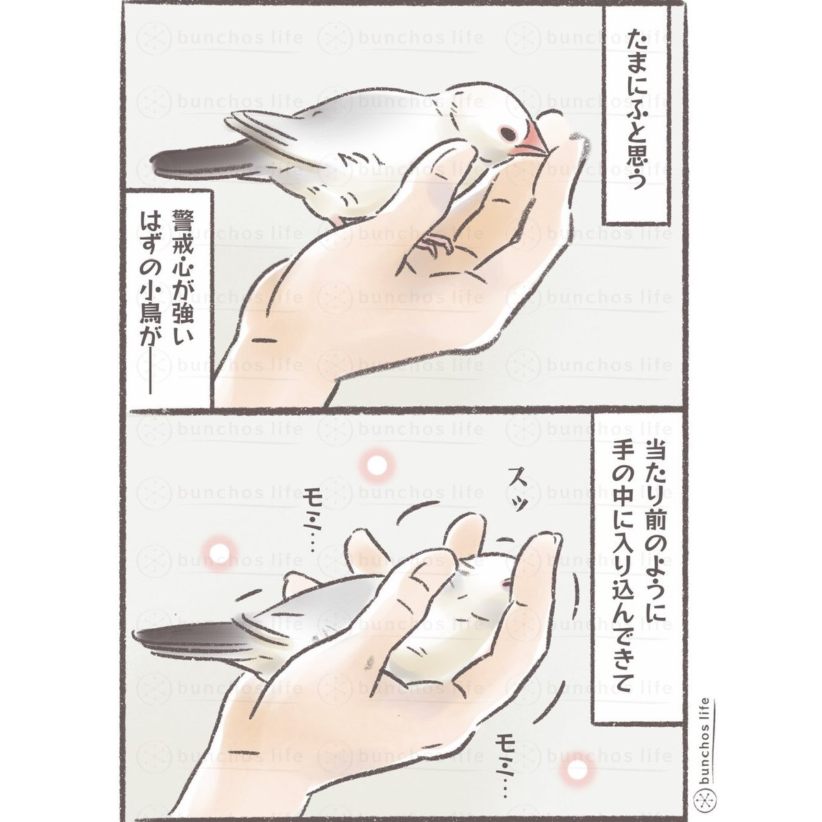 komugi_chan55's tweet photo. たまに冷静になると不思議に思う
#文鳥 
#4コマ漫画 https://t.co/53UcB40euW