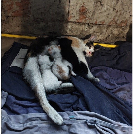 Fundación De Gatitos tweet media