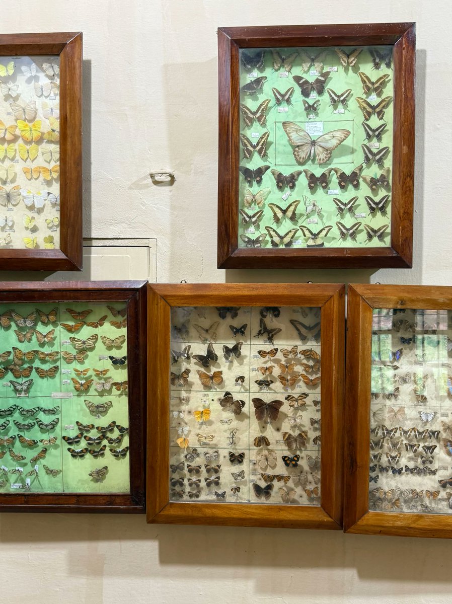 Lorde fix 🩻🧬⛓️ tweet media