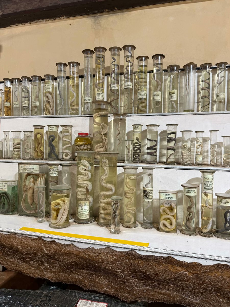 Lorde fix 🩻🧬⛓️ tweet media