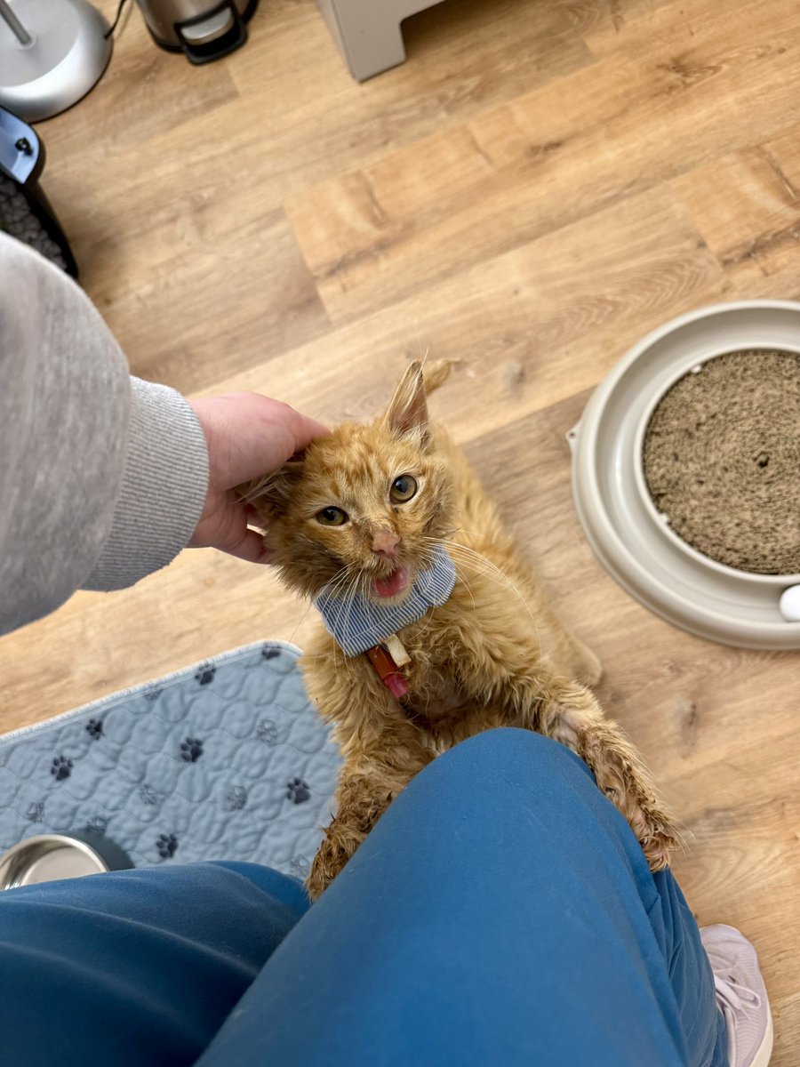 Friends of Bear Cat Rescue tweet media