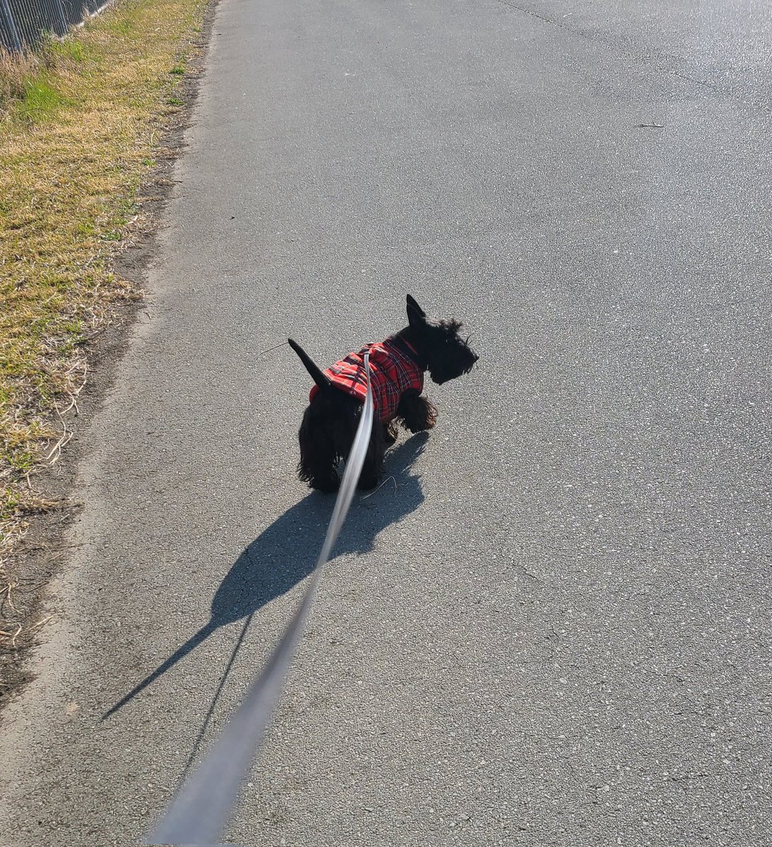 マナミ tweet media