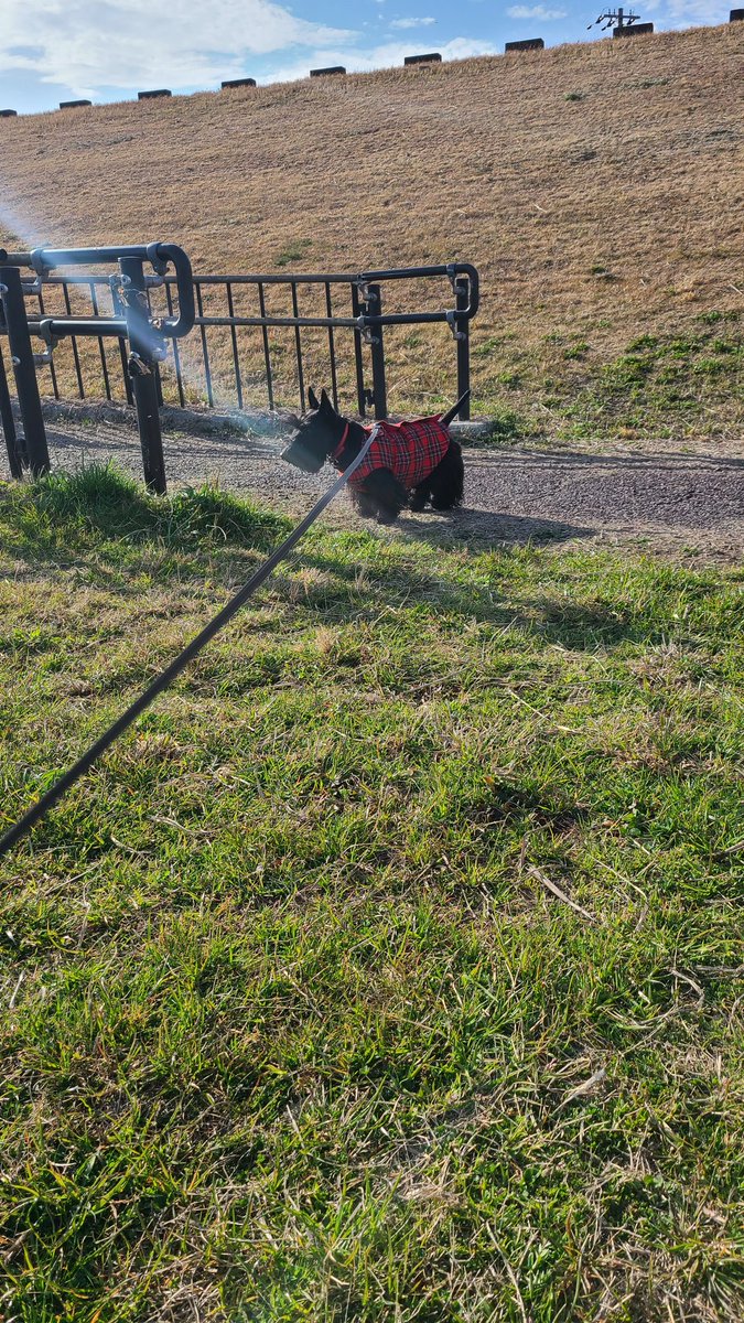 マナミ tweet media