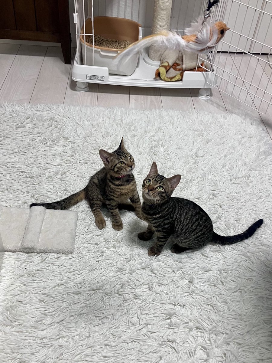 山崎ハルタ tweet media