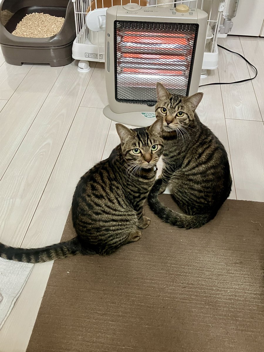 山崎ハルタ tweet media