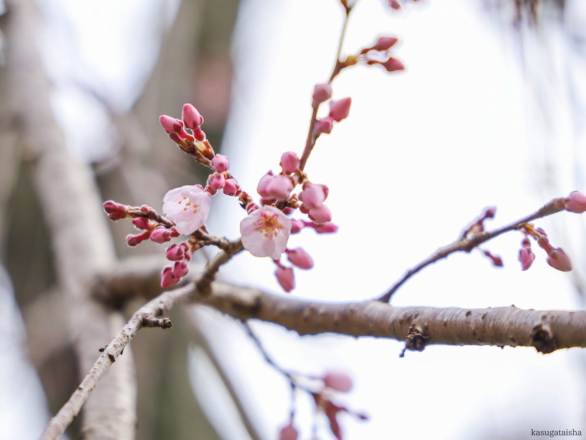 春日大社 kasugataisha shrine tweet media