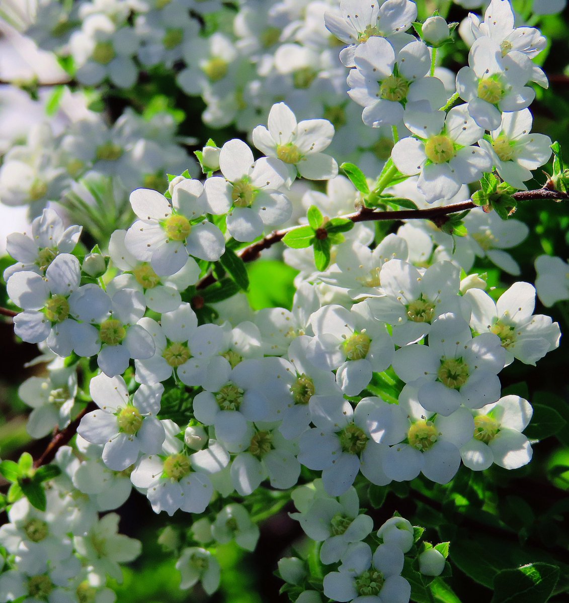 mephisto2102 tweet media