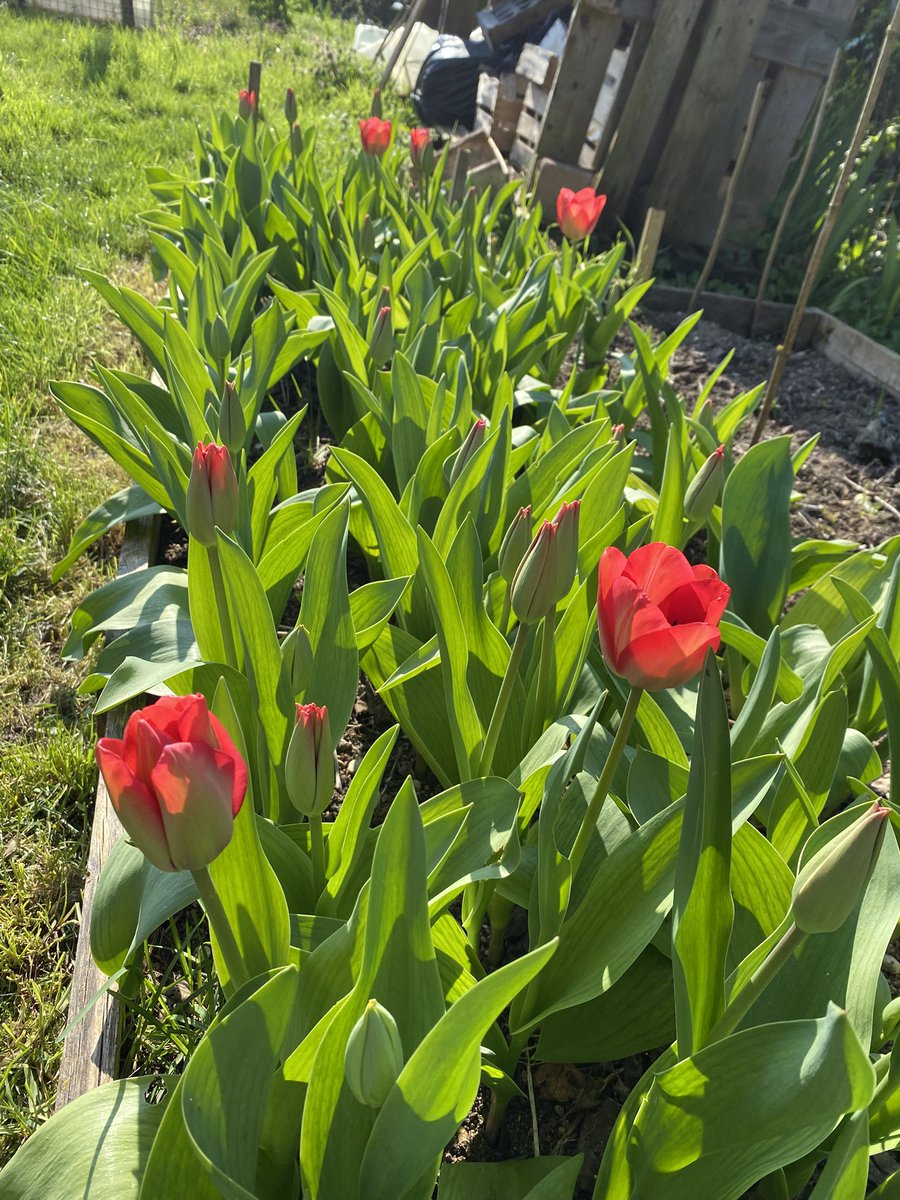G27Marco's tweet photo. Dans la famille #tulipe #tulipes au #jardin #bulbe ..
Je demande .. les aventurières ! #nature https://t.co/jc0sB0ldEt