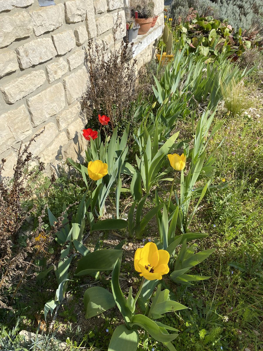 G27Marco's tweet photo. Dans la famille #tulipe #tulipes au #jardin #bulbe ..
Je demande .. les aventurières ! #nature https://t.co/jc0sB0ldEt
