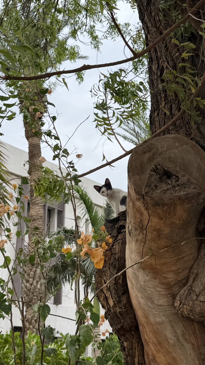 شُموخ أحمد 🇸🇦 tweet media